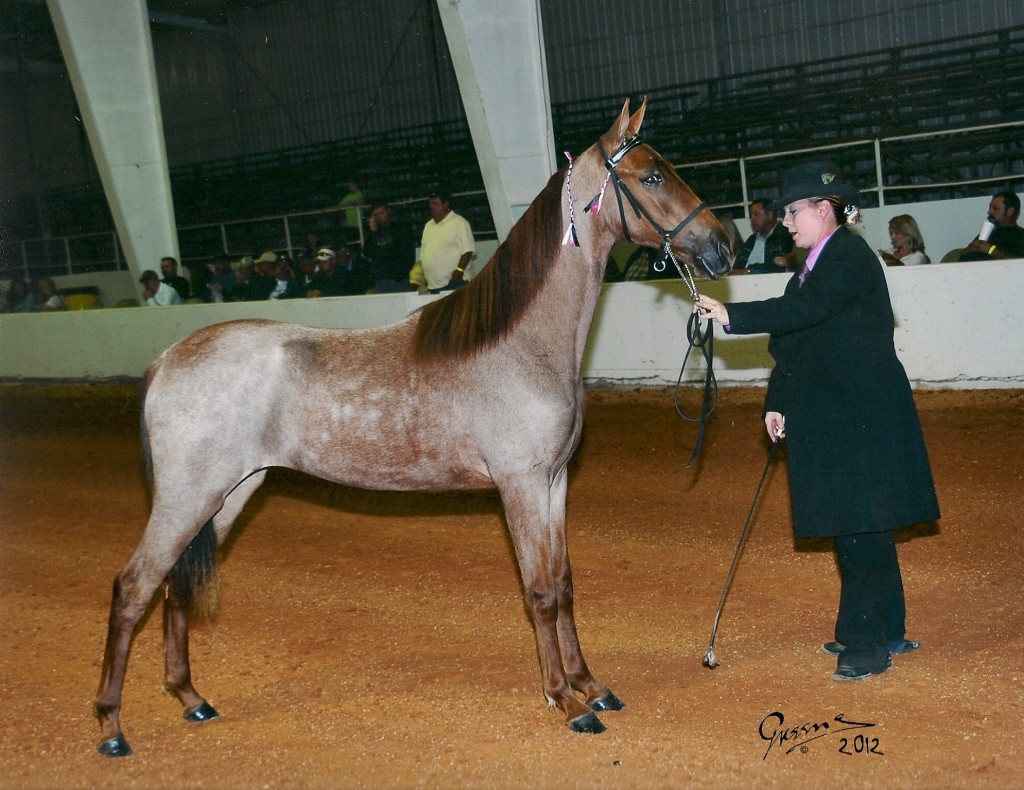The National Futurity Racking Horse Breeders Association of America