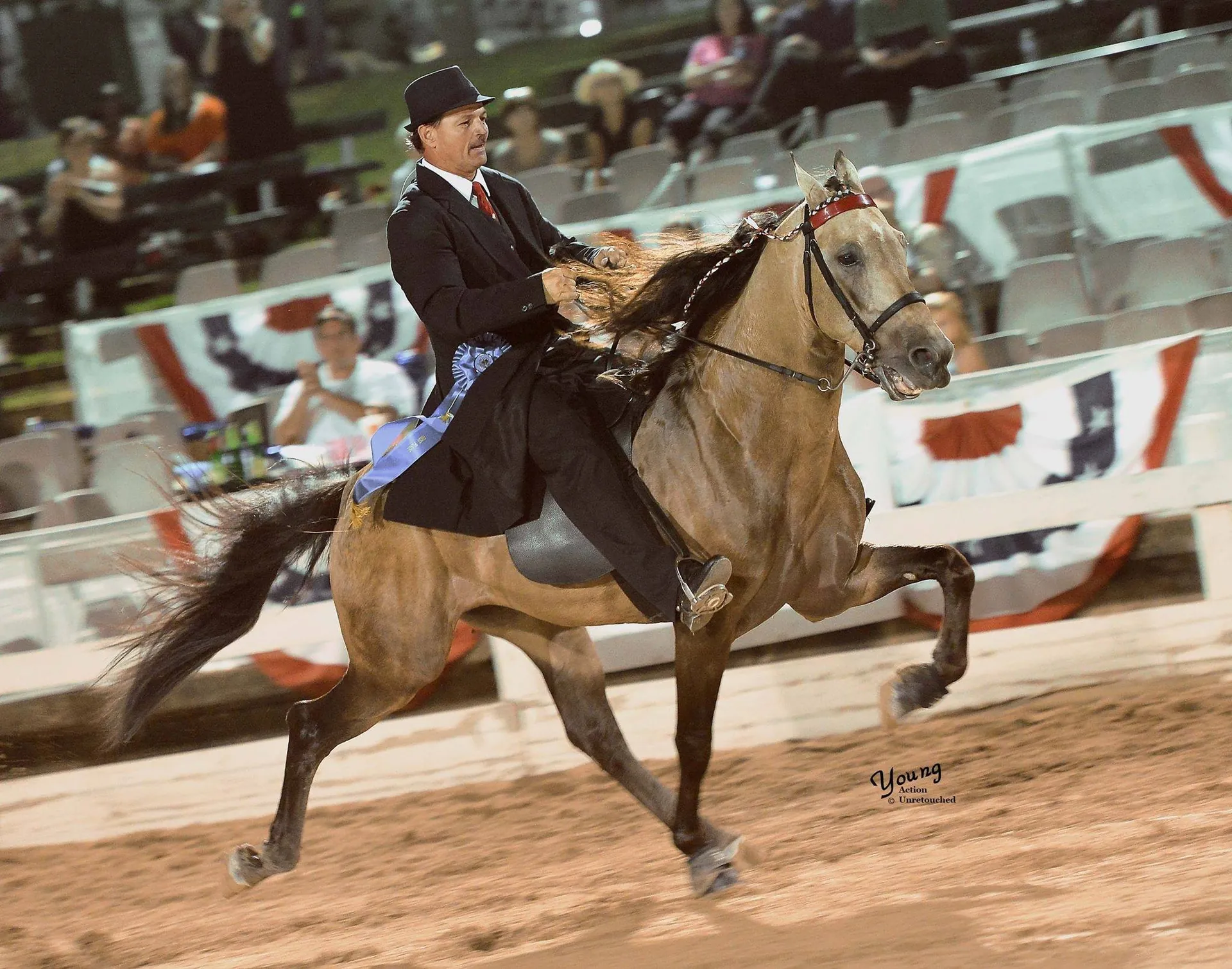 A Racking Horse in the show ring with a rider in formal attire