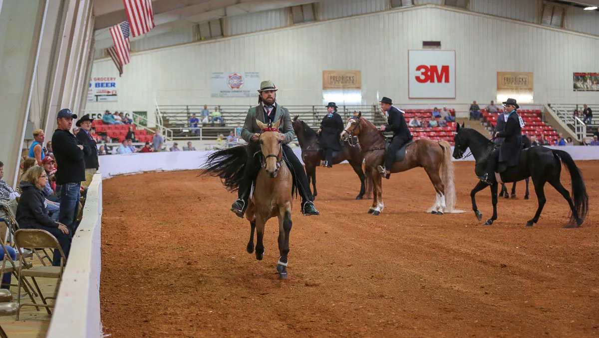 Racking Horses in the ring at the Spring Celebration
